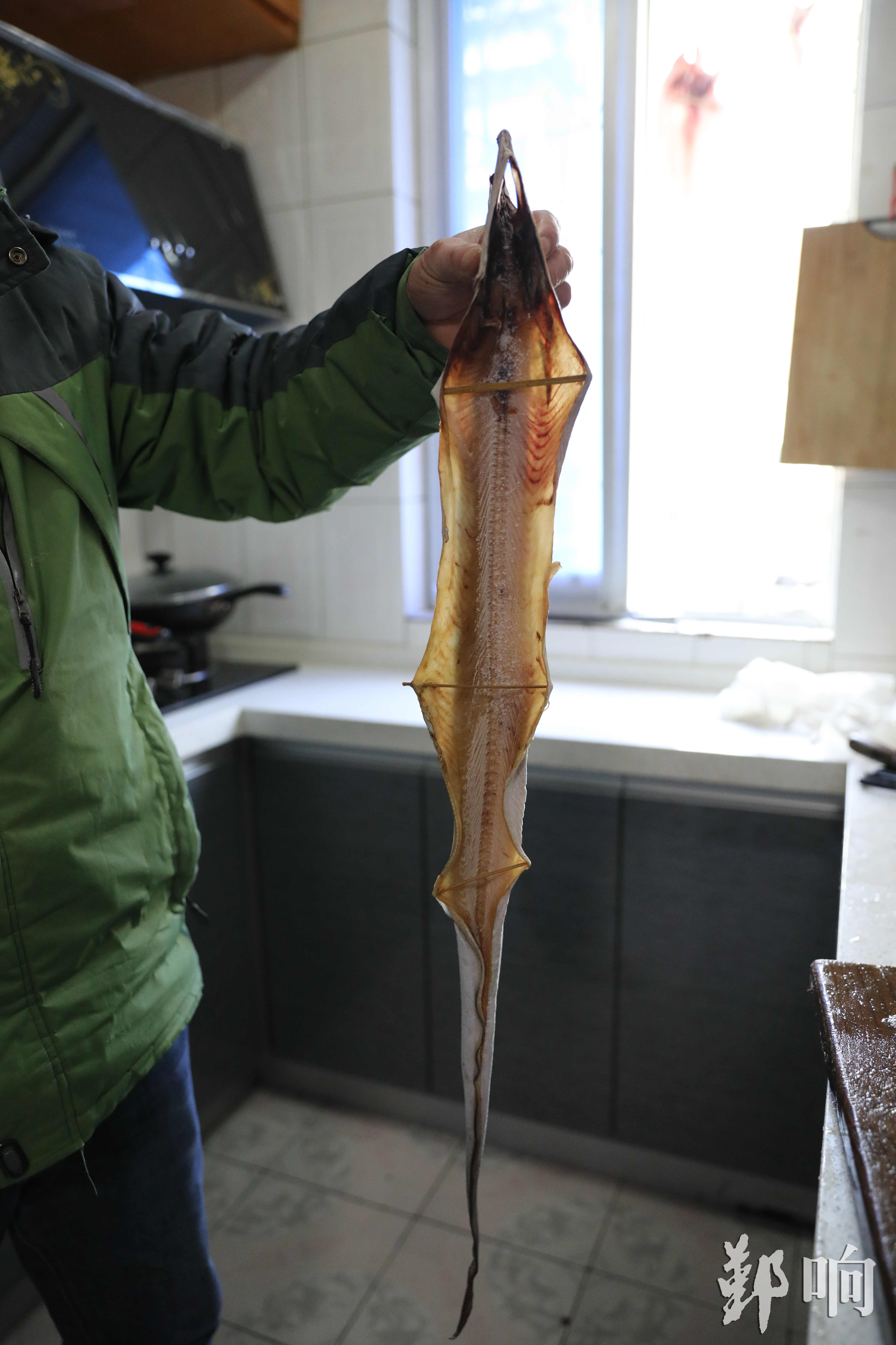 250.线纹鳗鲇-中国南方淡水鱼类-图片